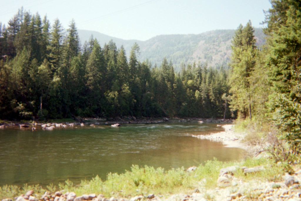 Governing the Forest by Paving it