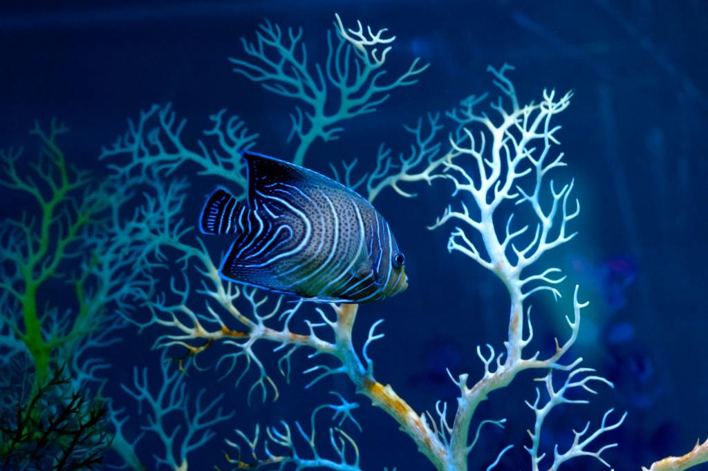 The Glass Ocean – A Prose Poem