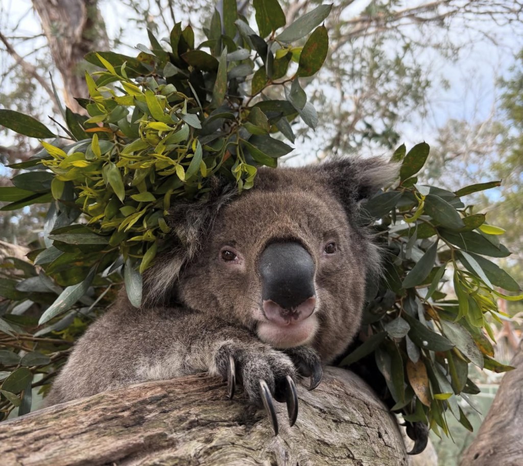 Restoring a Home Among the Gum Trees