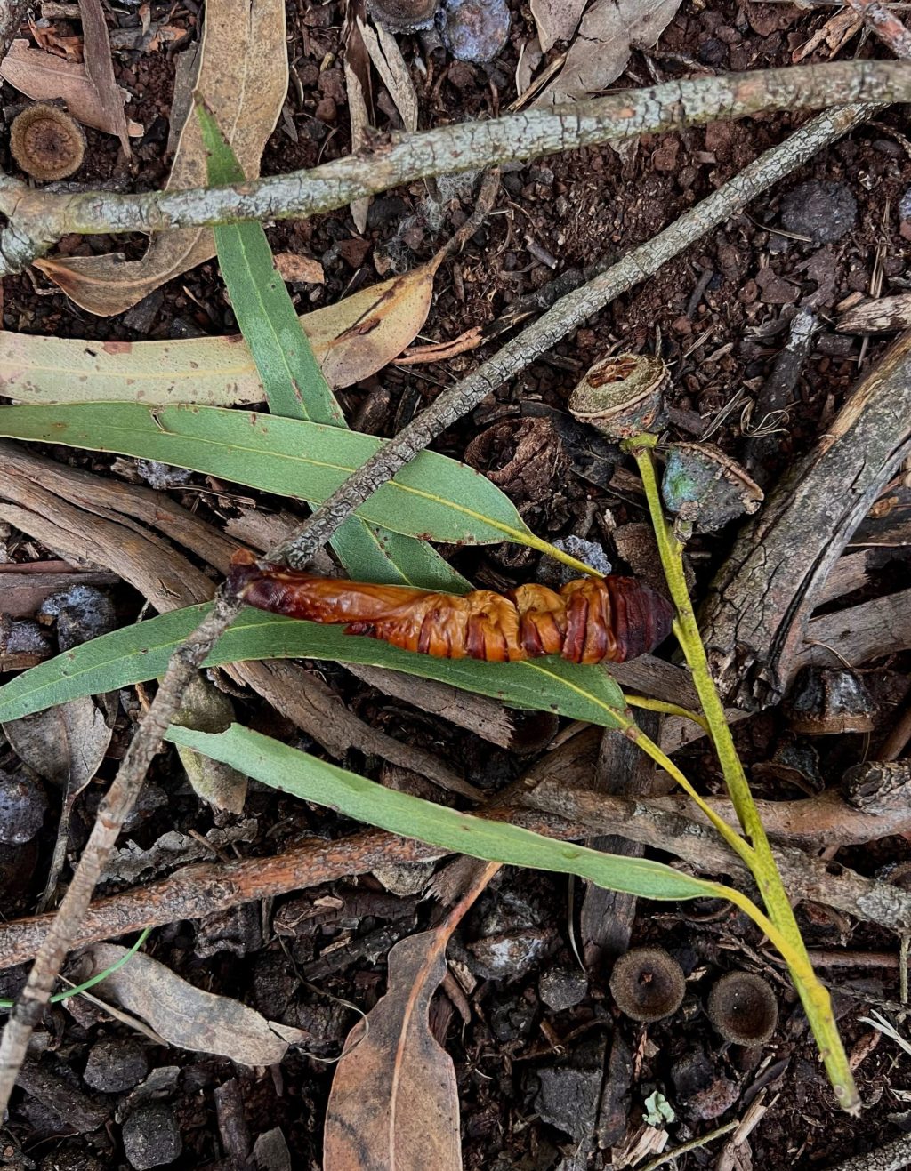 Fewer Bugs, Bigger Problems